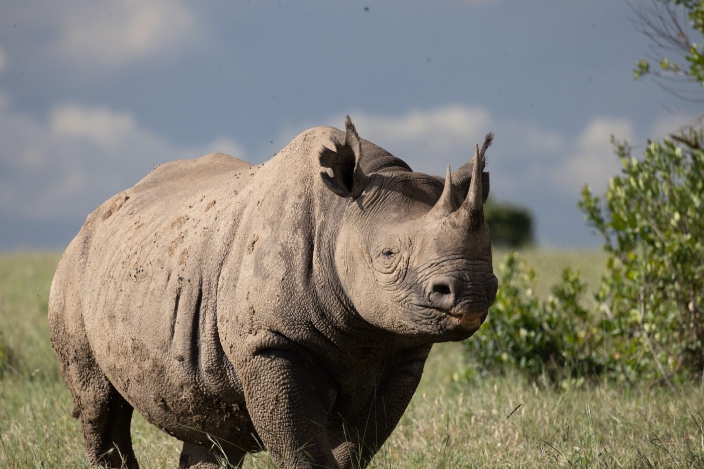 A black rhino standing in green grass under a cloudy sky