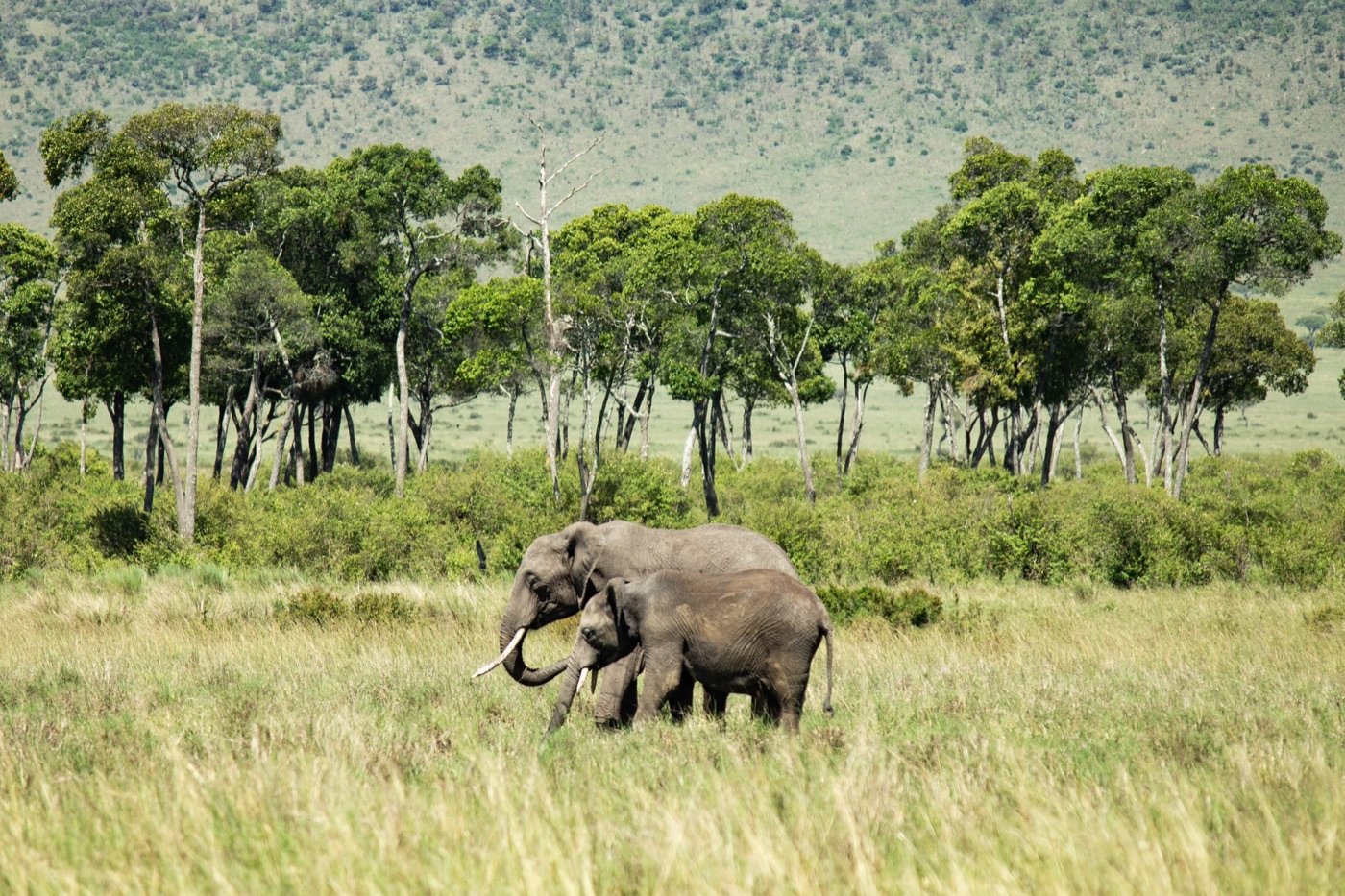 An elephant and her calf walking through tall grass beneath a line of trees