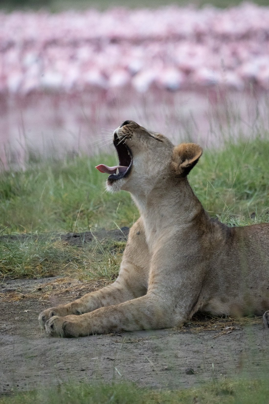 A lioness yawning on the lakeshore with flamingos blurred behind her