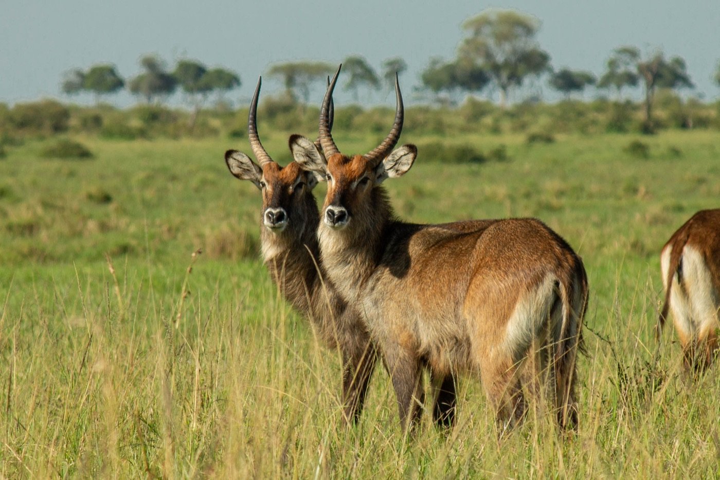 Two waterbuck standing in golden grass with acacia trees behind